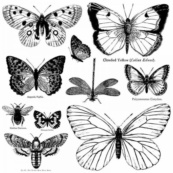 Decor Stempel "Butterflies" - Iron Orchid Designs (IOD)